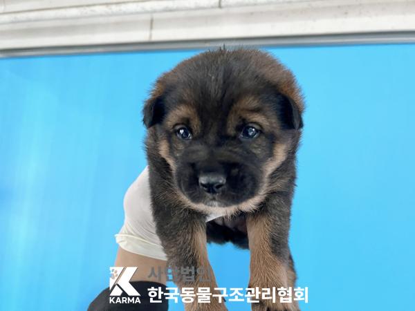 보호중 믹스견의 가…